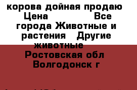 корова дойная продаю › Цена ­ 100 000 - Все города Животные и растения » Другие животные   . Ростовская обл.,Волгодонск г.